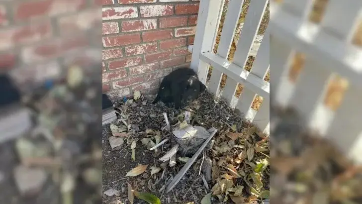 A woman saw a black furry object in the corner of her yard and was shocked to discover it was a puppy sitting huddled in fear