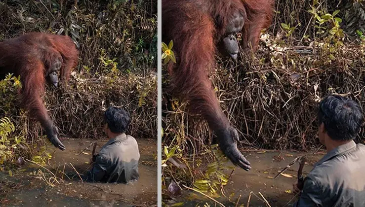 Touching moment: Kind-hearted orangutan reaches out to save man trapped in muddy pond