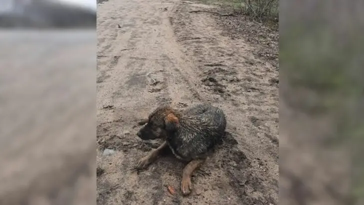 A dog found lying in the mud after being hit by a car, loses faith in humanity until a special person appears