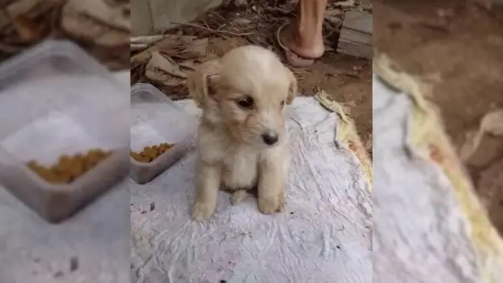 A woman was returning home when she saw a puppy sitting huddled near her apartment building