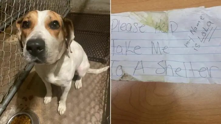 A police officer discovered a stray dog in a park and noticed a note attached to its collar
