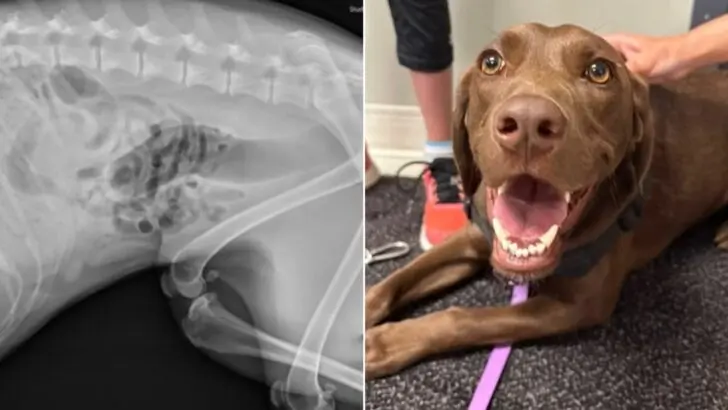 Owner rushed his sick dog to the vet and discovered something horrifying in its stomach