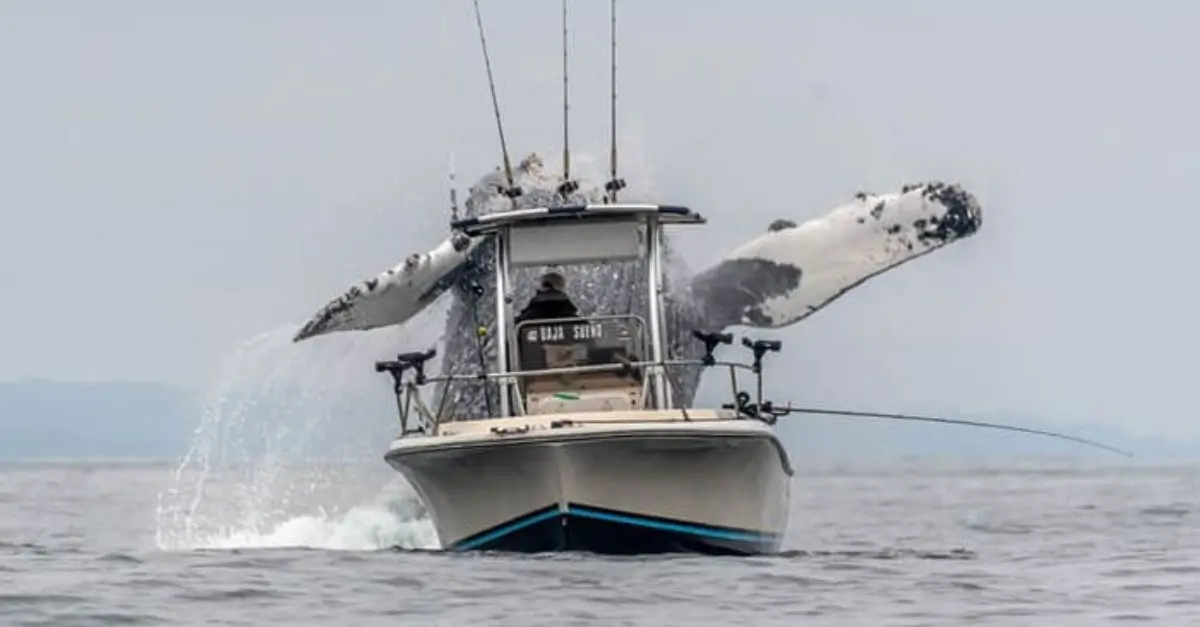 Extraordinary Footage Capturing a Giant Humpback Whale Breaching Next to a Fishing Vessel
