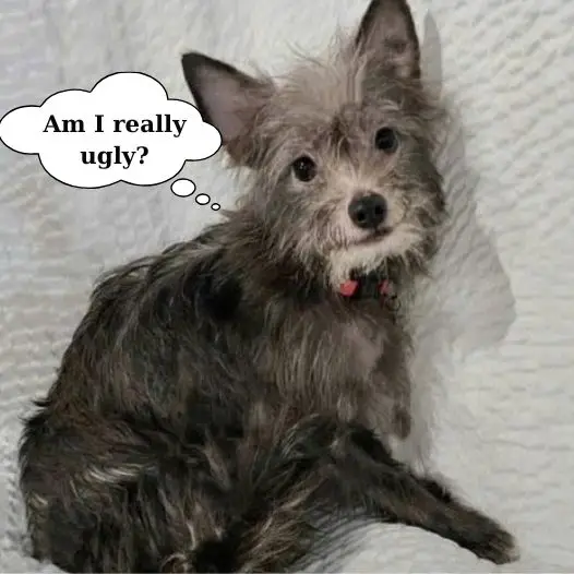 I was treated cruelly by people, even by my master, they said I was ugly, was I really that ugly?