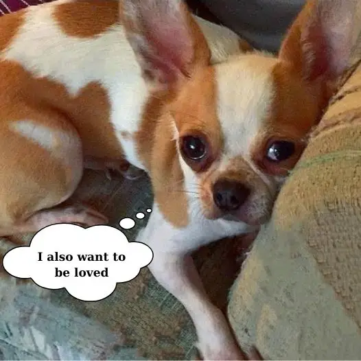 I know I’m not beautiful but today is my special birthday, I also want to receive everyone’s love