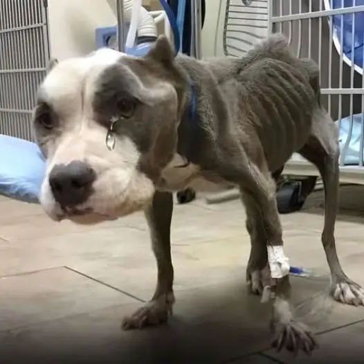 This dog was brutally abused by its previous owner because of its appearance, and burst into tears when it saw the rescuer coming to help it