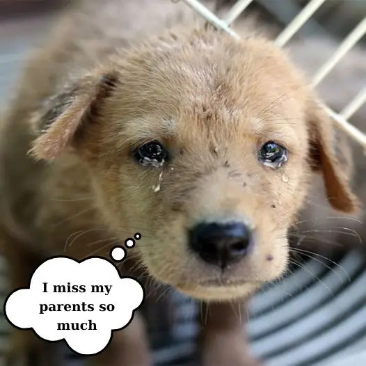 Today my parents took me to a shelter and left me here then they left, I really miss them so much