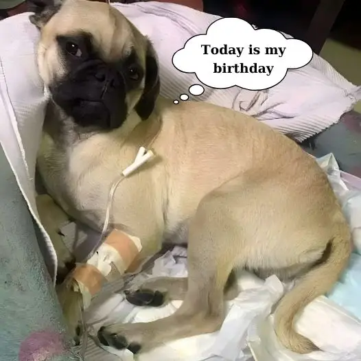 Today is my birthday but I am sick, I really hope to receive everyone’s prayers