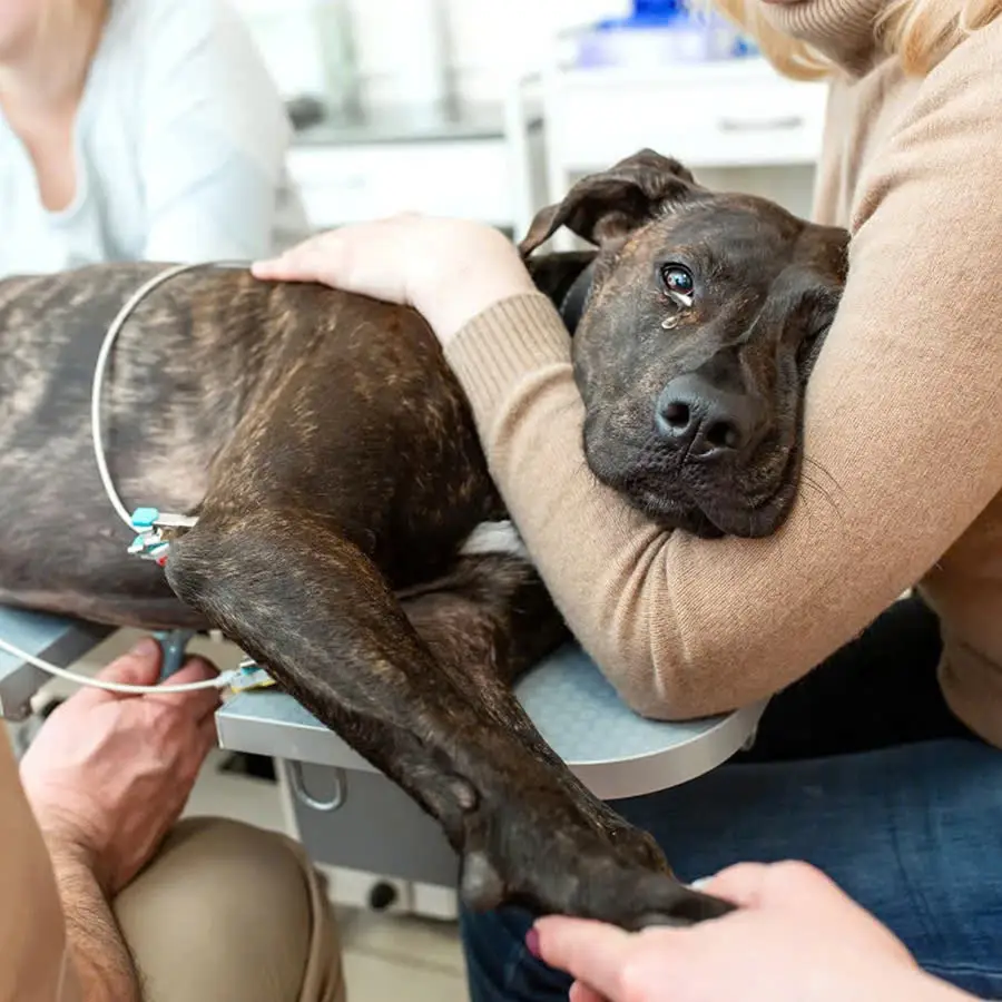 My dog ​​is in very critical condition right now, I don’t know what else to do but pray for him