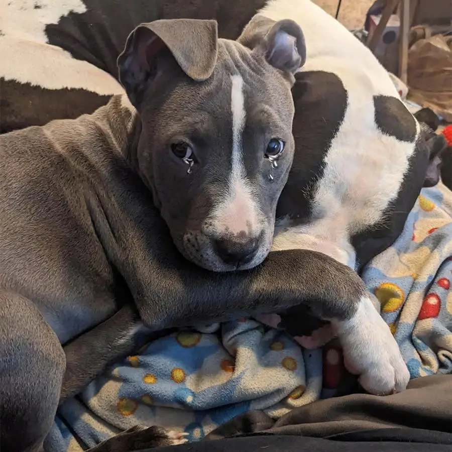 This dog cried a lot when he heard his parents wanted to take him to a shelter