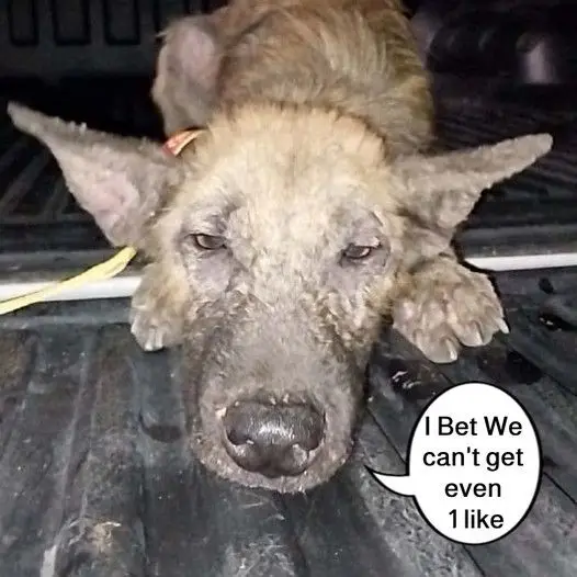 This dog was treated cruelly just because its appearance was not good-looking, even the owner did not love it