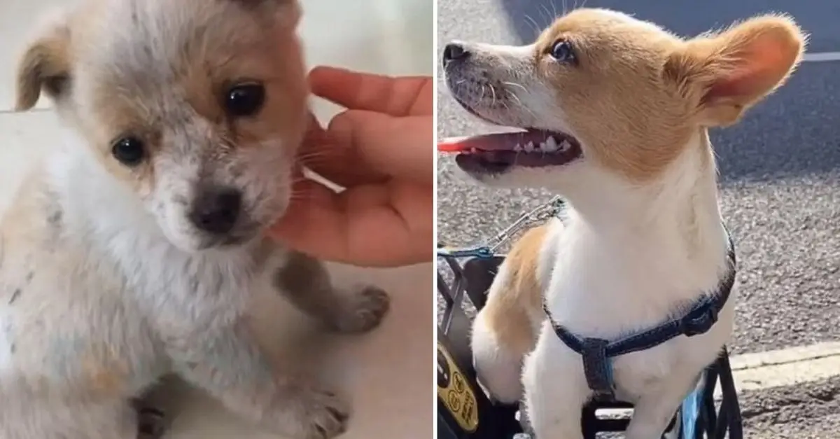 An abandoned puppy was searching for his mother when a miracle happened
