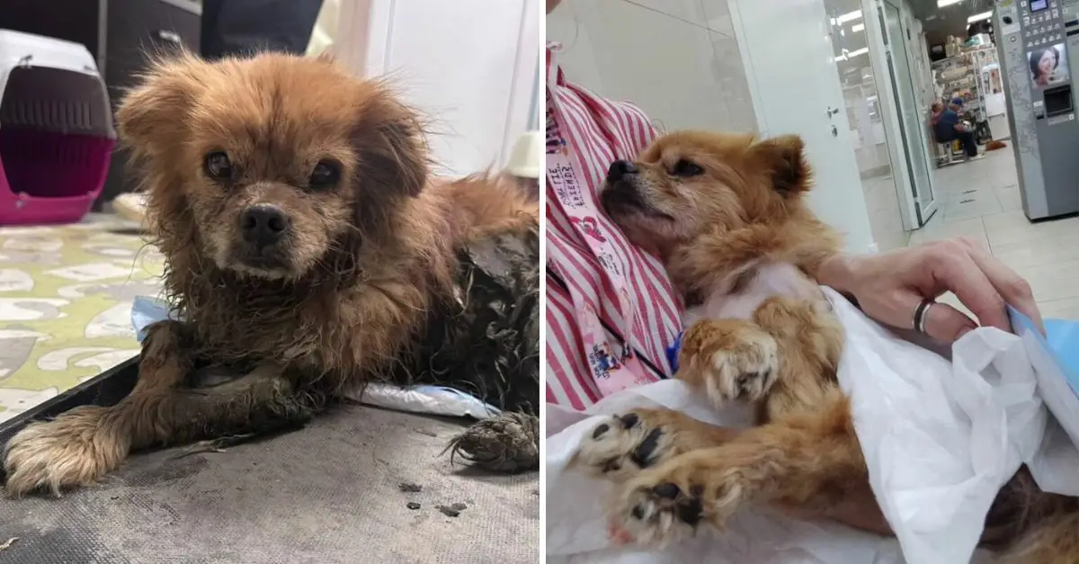 An injured dog lay in a ditch for several days, experiencing a sense of helplessness, until a compassionate individual came to his aid