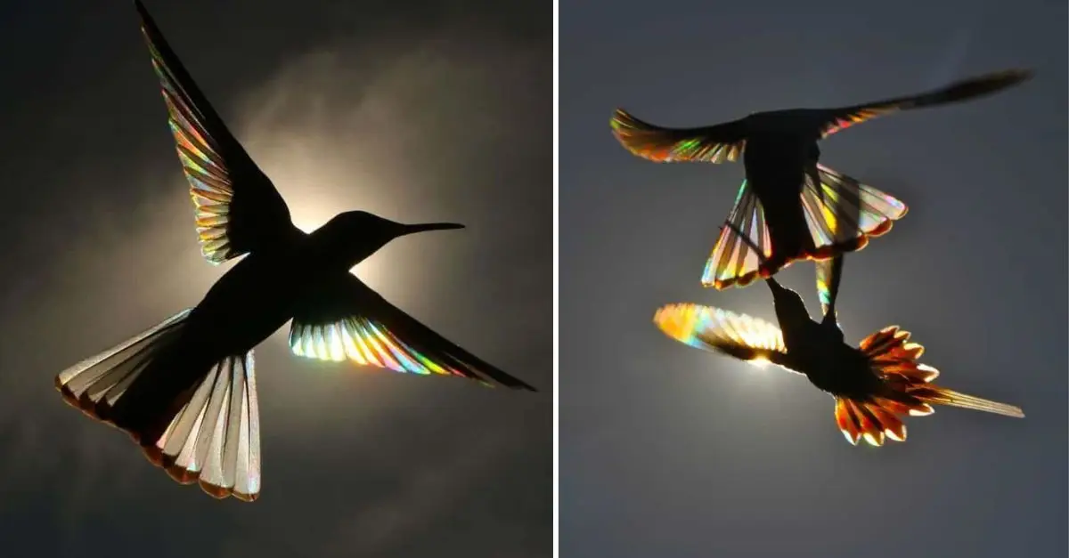 A photographer has successfully captured a breathtaking image of a rainbow reflected in the wings of hummingbirds