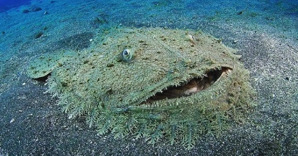 The Ocean Floor Features a Rug – A Shark to Avoid Stepping On
