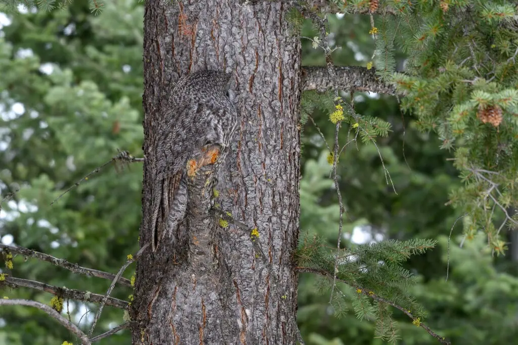 A photographer captures a remarkable Great Grey Owl seamlessly camouflaged within a tree