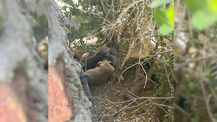 A woman heard a shrill scream coming from an overhead flower bed, prompting her to discover a litter of abandoned puppies