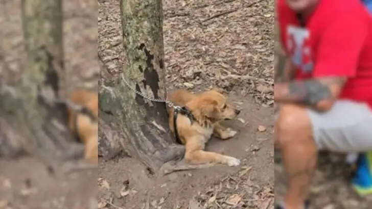 A Heartbreaking Scene as Owners Callously Restrain Their Dog to a Tree to Prevent Her from Accompanying Them Home