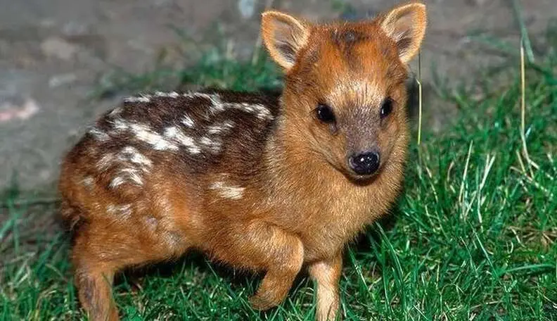 Meet the smallest and most charming deer on the planet