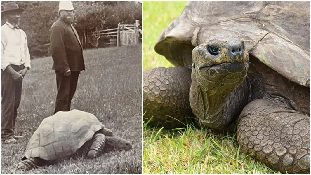 Jonathan holds the record as the oldest living turtle globally, having reached the remarkable age of 190 years