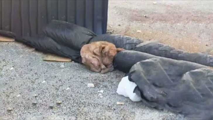 An abused puppy suffered for days living in a pile of garbage and then a miracle happened