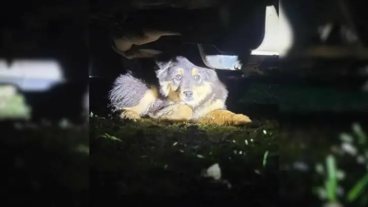 A woman, perplexed by unusual loud noises at 11 P.M., discovers that the source of the sounds is originating from beneath her vehicle