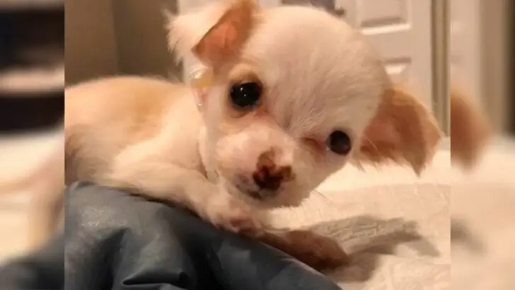 A Heartbroken Puppy Wept Uncontrollably After Being Abandoned from a Vehicle