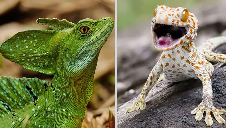 Twenty of the Largest and Most Adorable Lizard Species in the World