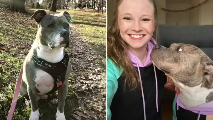 A Rescued Dog Transforms into a Comedic Diva Following the Acquisition of Her Owner’s Boyfriend