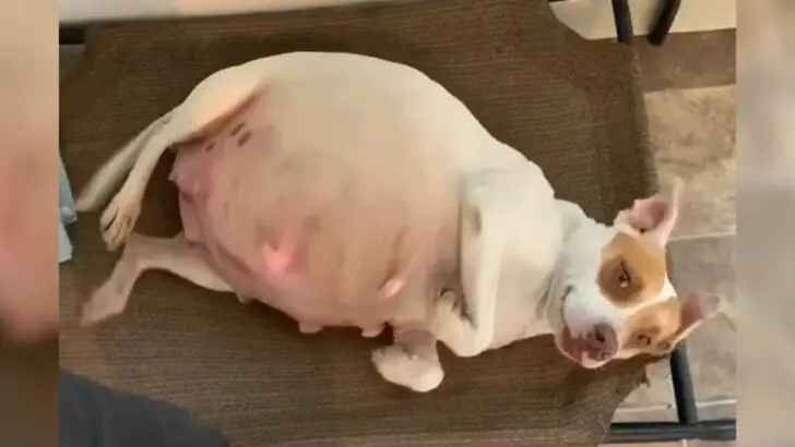 A Pregnant Stray Pit Bull Displayed an Enormous Smile Upon Finally Exiting the Shelter