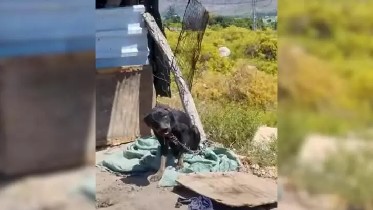 An abandoned dog was inconsolable after being left on a chain by his owner, who walked away and never returned
