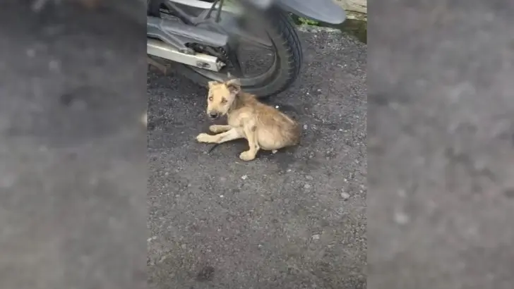 Injured Dog Heartlessly Abandoned on the Side of the Road Ultimately Found Hope Upon Encountering His Rescuer
