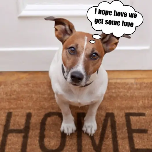 I used to be a dog with a happy family, but now my parents don’t want to keep me anymore, I lost my own home