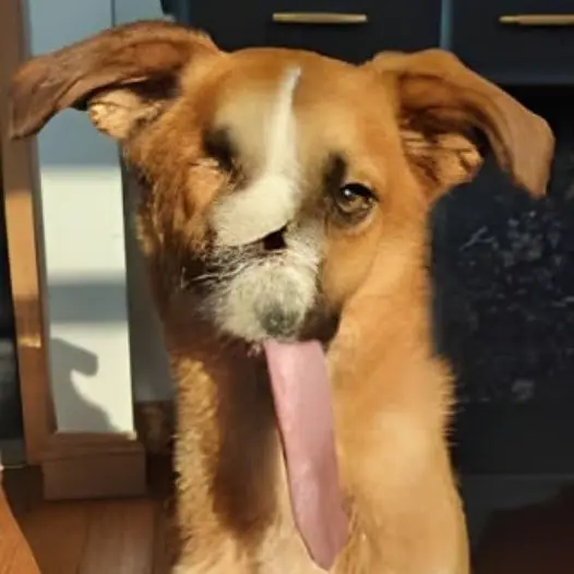 Is it difficult for people to accept and love a disabled dog like me?