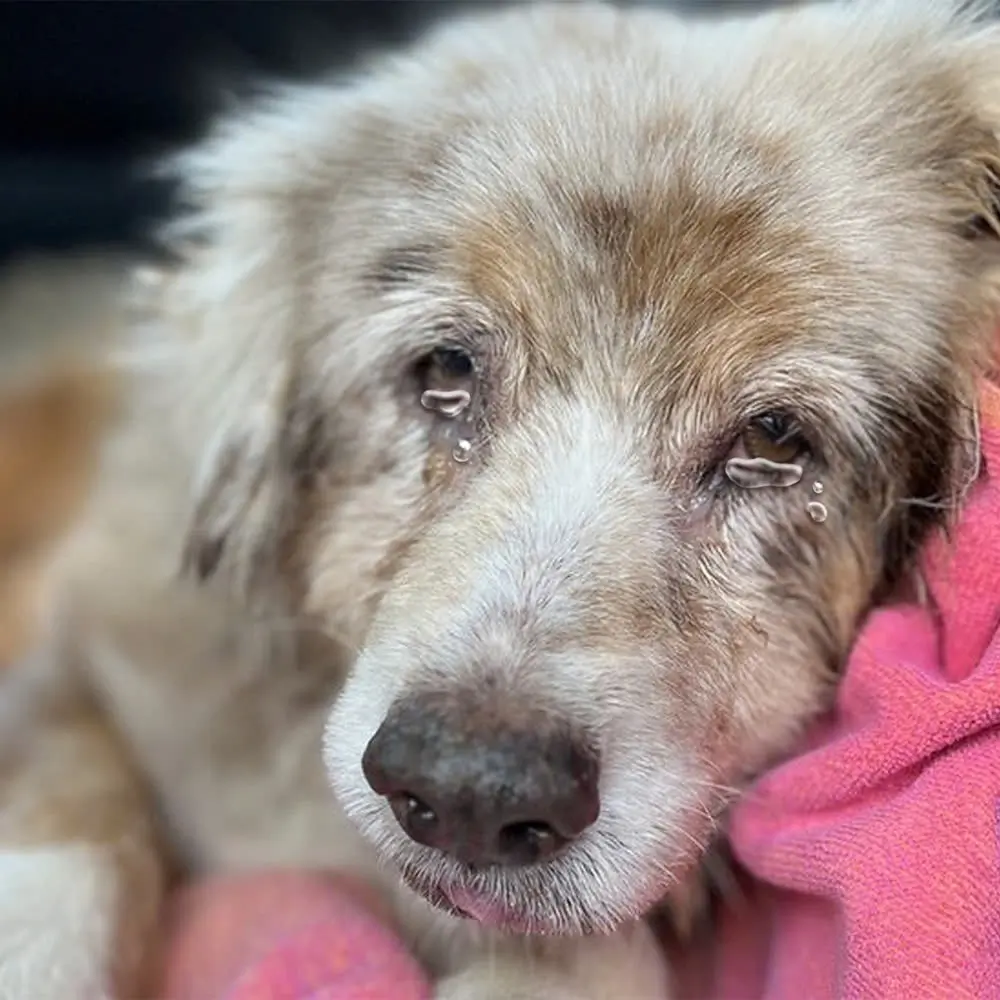 I was sad to be away from my family and go to a shelter, but I believe my parents had their reasons