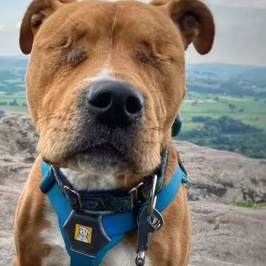 I was born blind but that doesn’t make me a bad dog, I still hope I have a warm home to return to