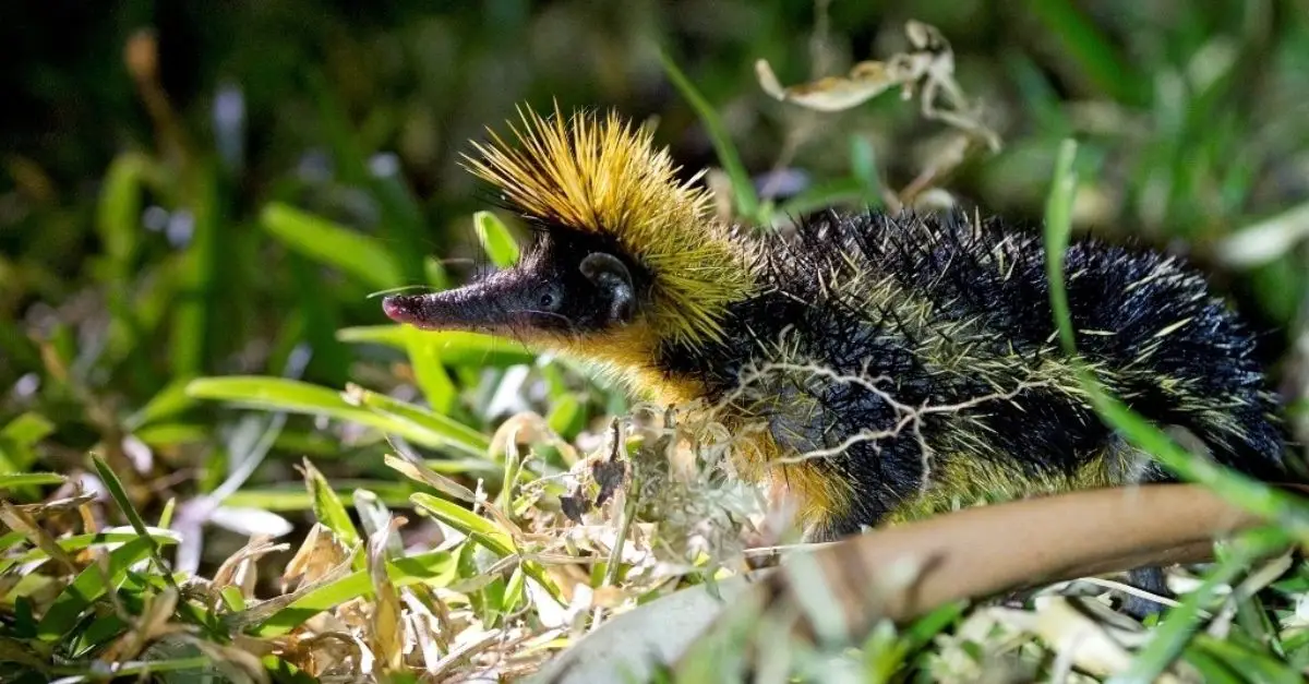 The Hidden Existence of the Streaked Tenrec: Madagascar’s Remarkable Striped and Spiky Creature