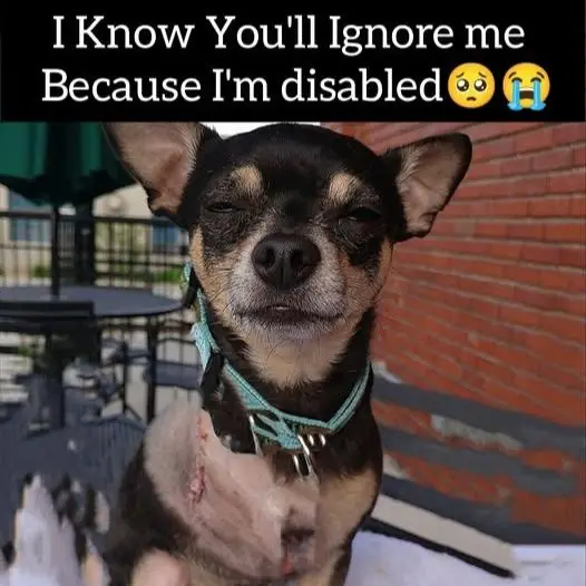 I know everybody will ignore me because I’m disabled