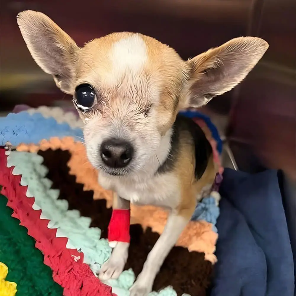 I’m just a blind dog with an injured leg on my birthday today, can I receive everyone’s love?