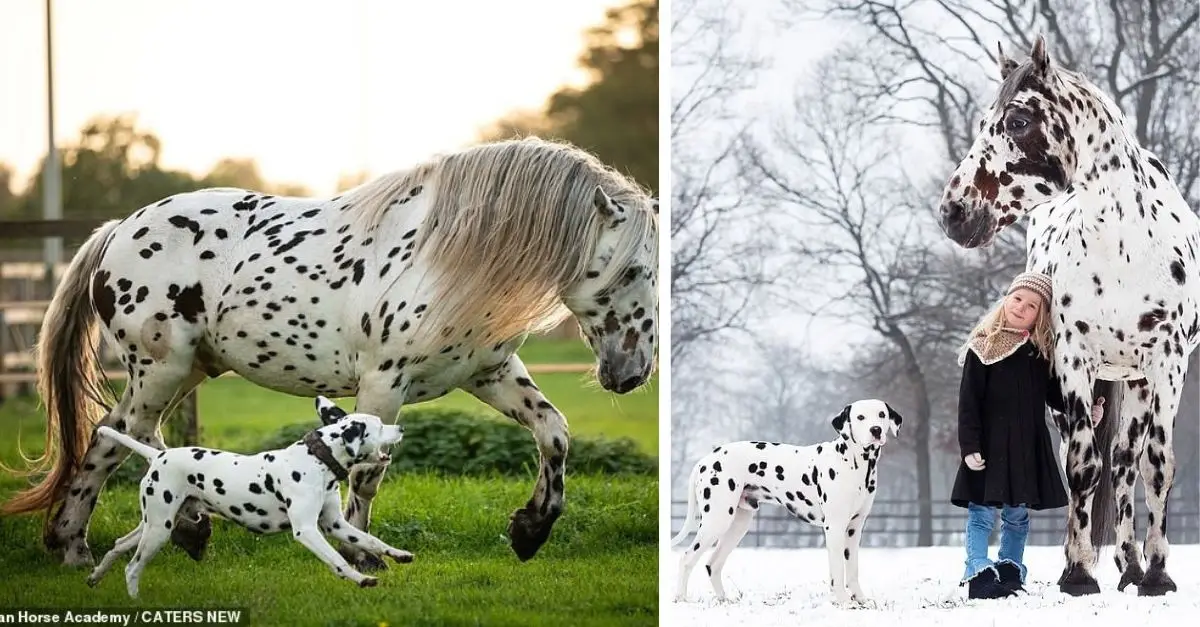 Marvel at the horses, dogs and ponies who are all best friends and look exactly alike – even though they’re not even the same species