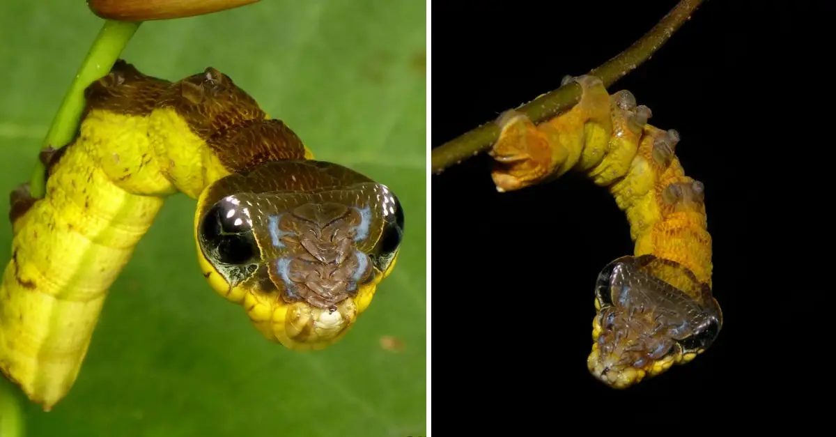 When faced with danger, this caterpillar mimics the appearance of a venomous snake