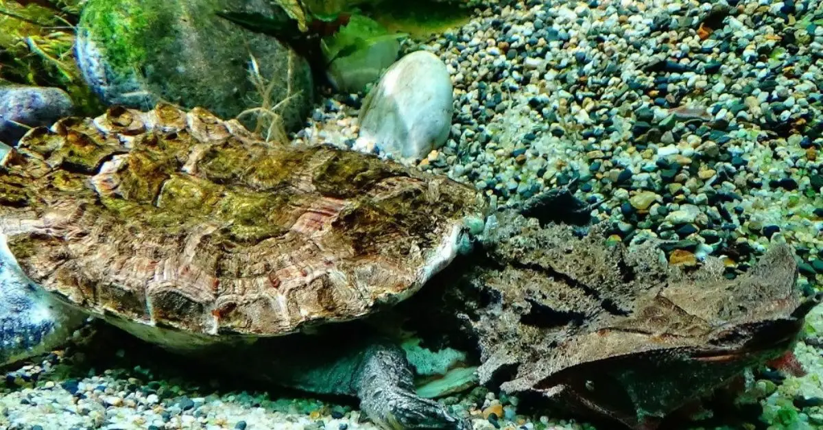 This Unusual Turtle Consistently Displays a Grin and Exhibits Remarkable Feeding Habits