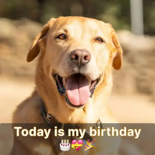 I know I’m just a homeless dog but I still keep living happily, hoping to receive good wishes from everyone on my special day today