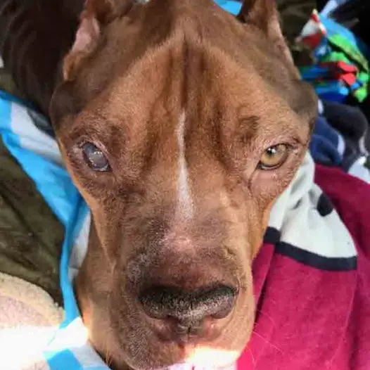 Today is my birthday, I hope everyone can ignore my ugly appearance and send me good wishes