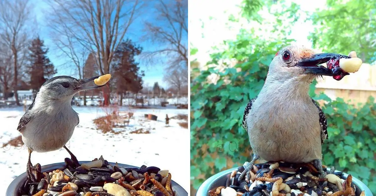 A woman establishes a small feeder camera to document birds feeding in her backyard