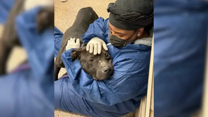 A distressed dog collapsed in the embrace of his rescuer on the floor of the shelter