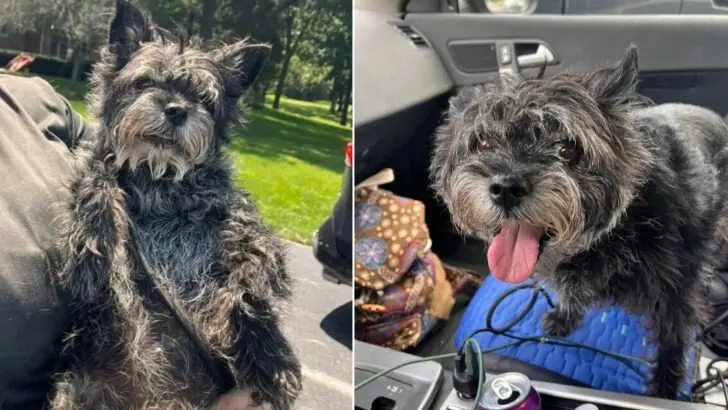Rescuers Were Astonished When A Dog They Had Saved Was Returned To The Shelter After 13 Years