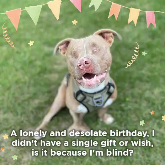 A lonely and desolate birthday, I didn’t have a single gift or wish, is it because I’m blind?