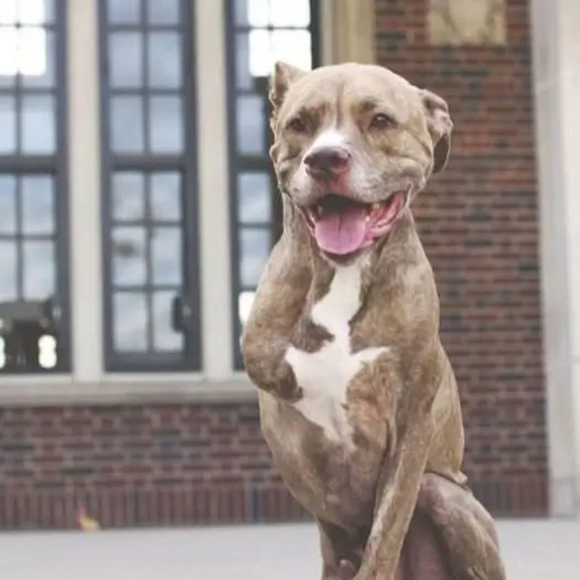 I know no one would like a disabled dog, but I still deserve everyone’s love, right?