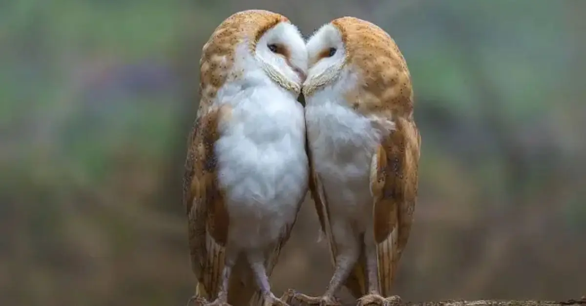 A Pair of Owls Captured on Film During a Heartwarming Encounter
